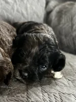 Mystery , a female Cockapoo for sale in Owingsville, KY – 1 of 2