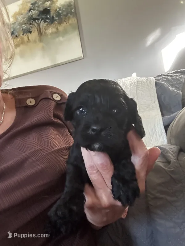Johnny – Cockapoo puppy for sale in Owingsville, KY