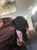 Jack, a male Cockapoo for sale in Owingsville, KY – 1 of 1