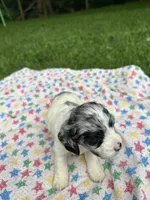 Grey, a male Cockapoo for sale in Mount Sterling, KY – 2 of 2