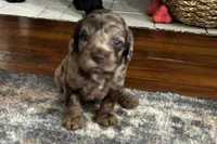 Moco, a male Cockapoo for sale in Owingsville, KY – 1 of 1