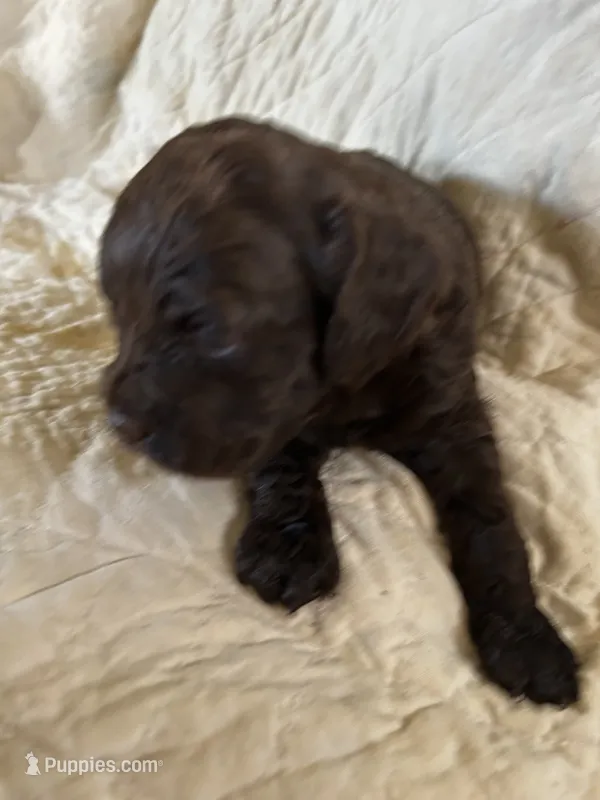 Coco – Cockapoo puppy for sale in Owingsville, KY