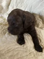 Coco, a female Cockapoo for sale in Owingsville, KY – 1 of 2