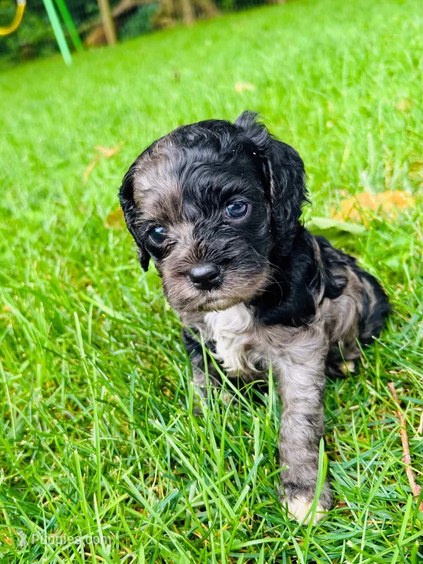 Mystic  – Cockapoo puppy for sale in Mount Sterling, KY
