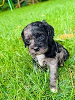 Mystic , a female Cockapoo for sale in Mount Sterling, KY – 1 of 3
