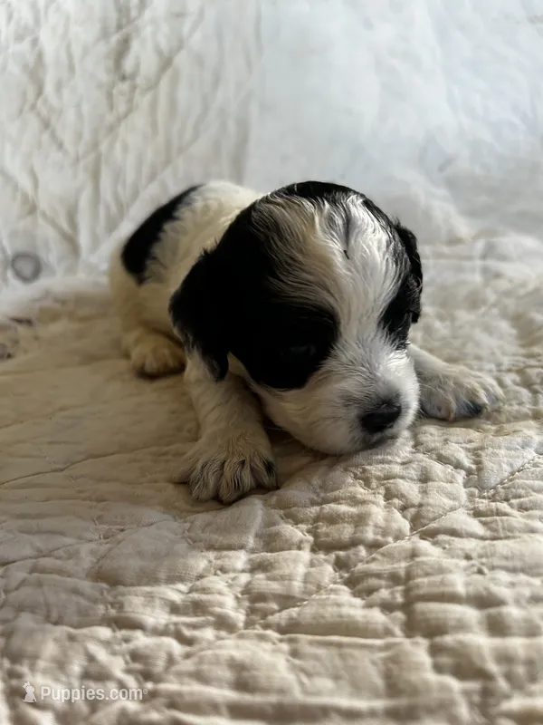 Spot – Cockapoo puppy for sale in Owingsville, KY