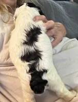 Pokey, a male Cockapoo for sale in Mount Sterling, KY – 2 of 2