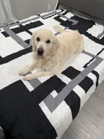 Swiss Tramen , a male English Cream Golden Retriever for sale in New Hartford, NY – Photo 4 of 4