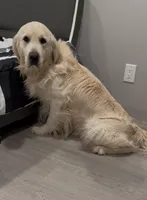 Swiss Tramen , a male English Cream Golden Retriever for sale in New Hartford, NY – Photo 1 of 4