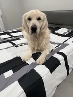 Swiss Tramen , a male English Cream Golden Retriever for sale in New Hartford, NY – Photo 2 of 4