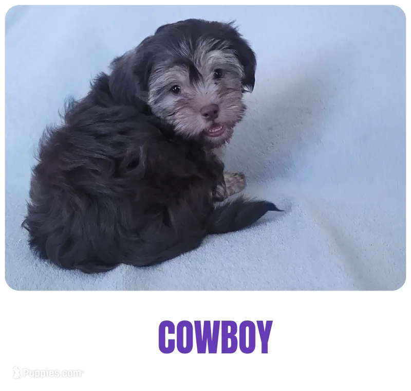 Cowboy – Shorkie puppy for sale in Phoenix, AZ