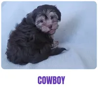 Cowboy, a male Shorkie for sale in Phoenix, AZ – 1 of 3
