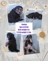 Cowboy, a male Shorkie for sale in Phoenix, AZ – 2 of 3