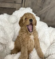 Freedom , a male Miniature Goldendoodle for sale in Bloomington, IN – 4 of 9