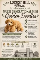 Liberty, a female Miniature Goldendoodle for sale in Bloomington, IN – 9 of 10