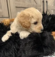 Brave , a male Miniature Goldendoodle for sale in Bloomington, IN – 3 of 7