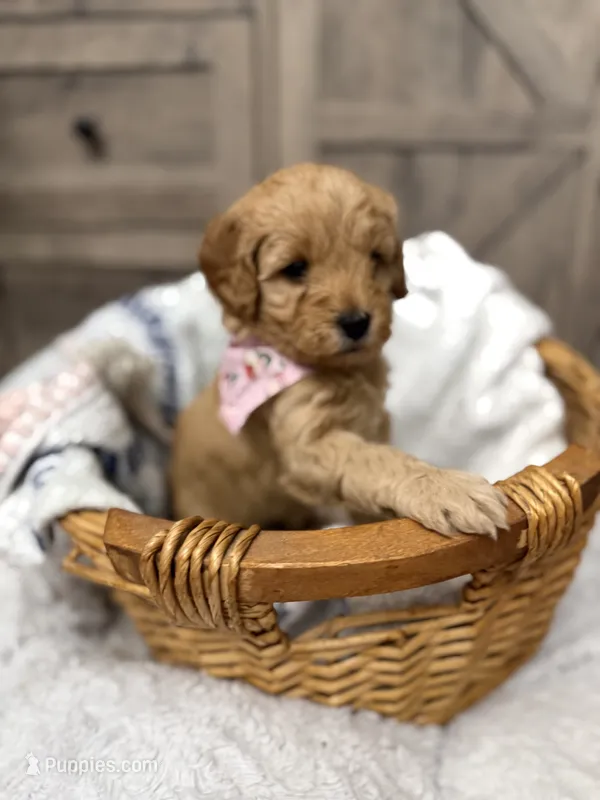 Liberty – Miniature Goldendoodle puppy for sale in Bloomington, IN