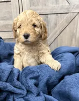 Firecracker , a male Miniature Goldendoodle for sale in Bloomington, IN – 2 of 9