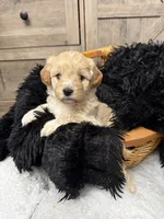 Brave , a male Miniature Goldendoodle for sale in Bloomington, IN – 4 of 7