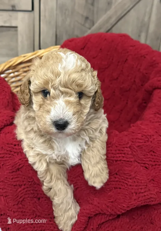 Justice  – Miniature Goldendoodle puppy for sale in Bloomington, IN