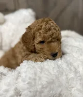 Freedom , a male Miniature Goldendoodle for sale in Bloomington, IN – 5 of 9