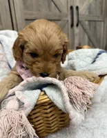 Liberty, a female Miniature Goldendoodle for sale in Bloomington, IN – 6 of 10