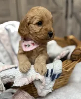 Liberty, a female Miniature Goldendoodle for sale in Bloomington, IN – 5 of 10