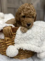 Freedom , a male Miniature Goldendoodle for sale in Bloomington, IN – 6 of 9