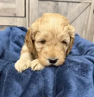 Firecracker , a male Miniature Goldendoodle for sale in Bloomington, IN – 3 of 9