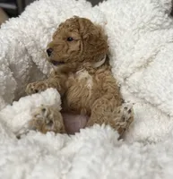 Freedom , a male Miniature Goldendoodle for sale in Bloomington, IN – 7 of 9