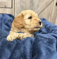 Firecracker , a male Miniature Goldendoodle for sale in Bloomington, IN – 7 of 9