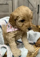 Liberty, a female Miniature Goldendoodle for sale in Bloomington, IN – 3 of 10