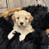 Brave , a male Miniature Goldendoodle for sale in Bloomington, IN – 2 of 7