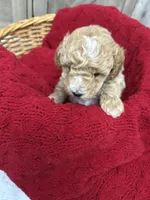 Justice , a male Miniature Goldendoodle for sale in Bloomington, IN – 5 of 6