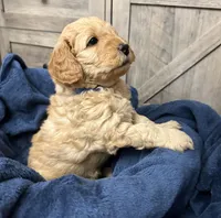 Firecracker , a male Miniature Goldendoodle for sale in Bloomington, IN – 9 of 9