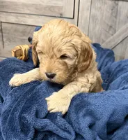 Firecracker , a male Miniature Goldendoodle for sale in Bloomington, IN – 4 of 9