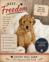 Freedom , a male Miniature Goldendoodle for sale in Bloomington, IN – 2 of 9