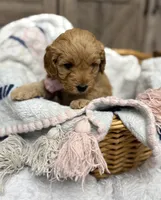 Liberty, a female Miniature Goldendoodle for sale in Bloomington, IN – 2 of 10
