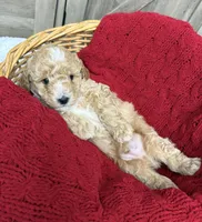 Justice , a male Miniature Goldendoodle for sale in Bloomington, IN – 4 of 6