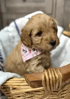 Liberty, a female Miniature Goldendoodle for sale in Bloomington, IN – 10 of 10