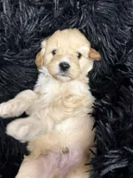 Brave , a male Miniature Goldendoodle for sale in Bloomington, IN – 5 of 7