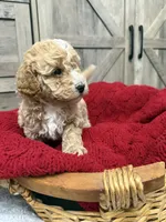 Justice , a male Miniature Goldendoodle for sale in Bloomington, IN – 6 of 6