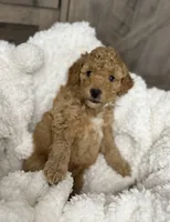 Freedom , a male Miniature Goldendoodle for sale in Bloomington, IN – 3 of 9