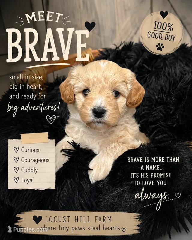 Brave  – Miniature Goldendoodle puppy for sale in Bloomington, IN