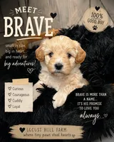 Brave , a male Miniature Goldendoodle for sale in Bloomington, IN – 1 of 7