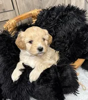 Brave , a male Miniature Goldendoodle for sale in Bloomington, IN – 6 of 7