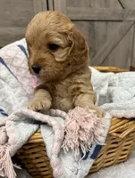 Liberty, a female Miniature Goldendoodle for sale in Bloomington, IN – 4 of 10