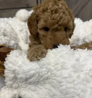 Freedom , a male Miniature Goldendoodle for sale in Bloomington, IN – 8 of 9