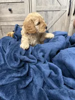 Firecracker , a male Miniature Goldendoodle for sale in Bloomington, IN – 5 of 9