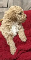 Justice , a male Miniature Goldendoodle for sale in Bloomington, IN – 3 of 6